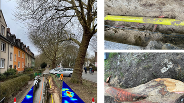 Validierung einer Verdachtsfläche in Osnabrück: Ergebnisüberprüfung der GeoRadar-Messung durch Freilegung – alle Verdachtspunkte bestätigt, inklusive einer ca. 15 cm starken Zugwurzel an der Gasleitung