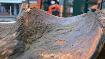 Abdruck auf einer Wurzel von der Gasleitung