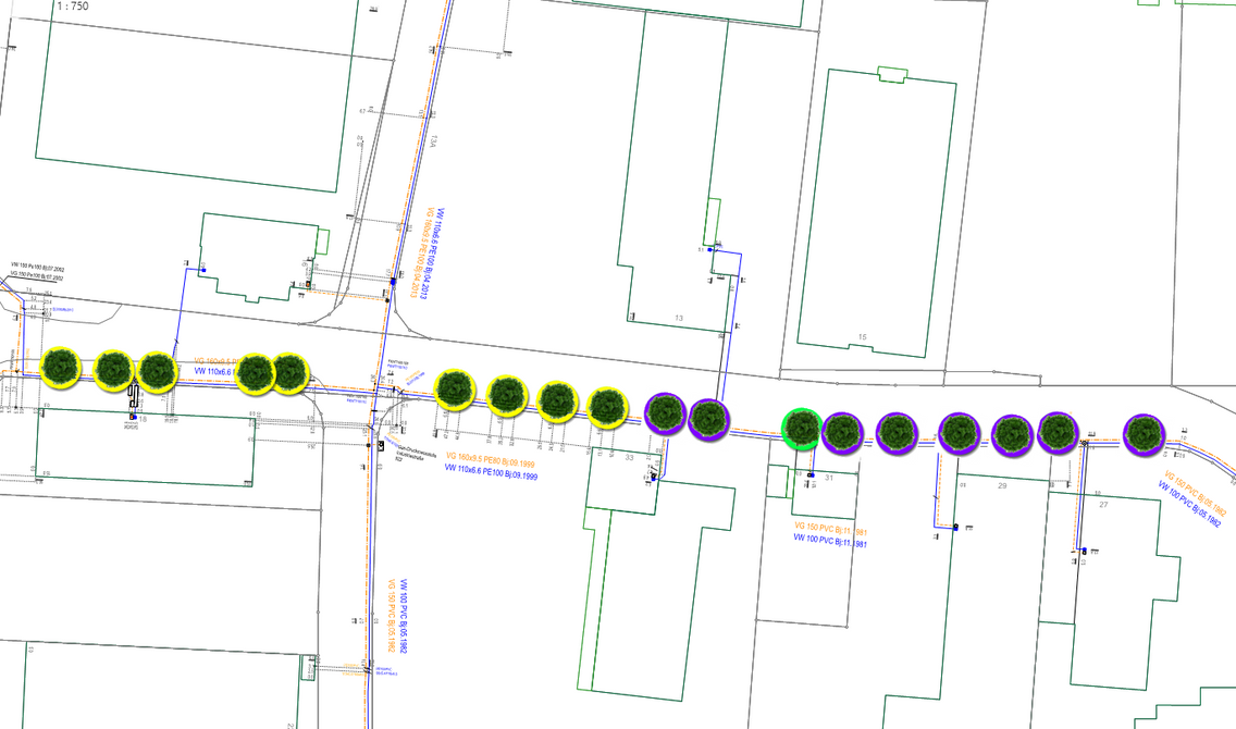 Die Straßenbäume wurden mit Markierungen in den Farben Lila, Gelb und Grün versehen