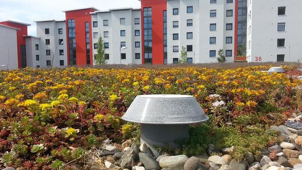 Gründach zur Regenversickerung
