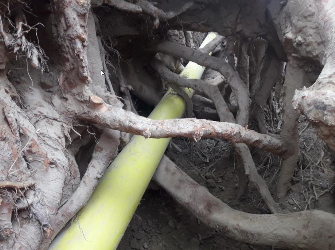 Eine gelbe Erdgasleitung liegt in einem ausgehobenen Graben, der von zahlreichen Wurzeln umgeben ist.