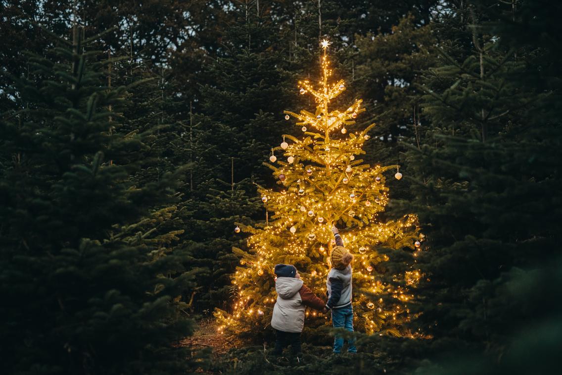 Weihnachtsbaum