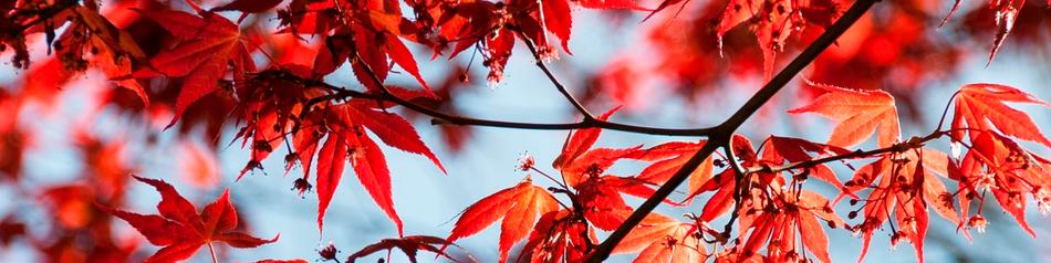 Quartalsangebot Herbst im Spa & Beauty